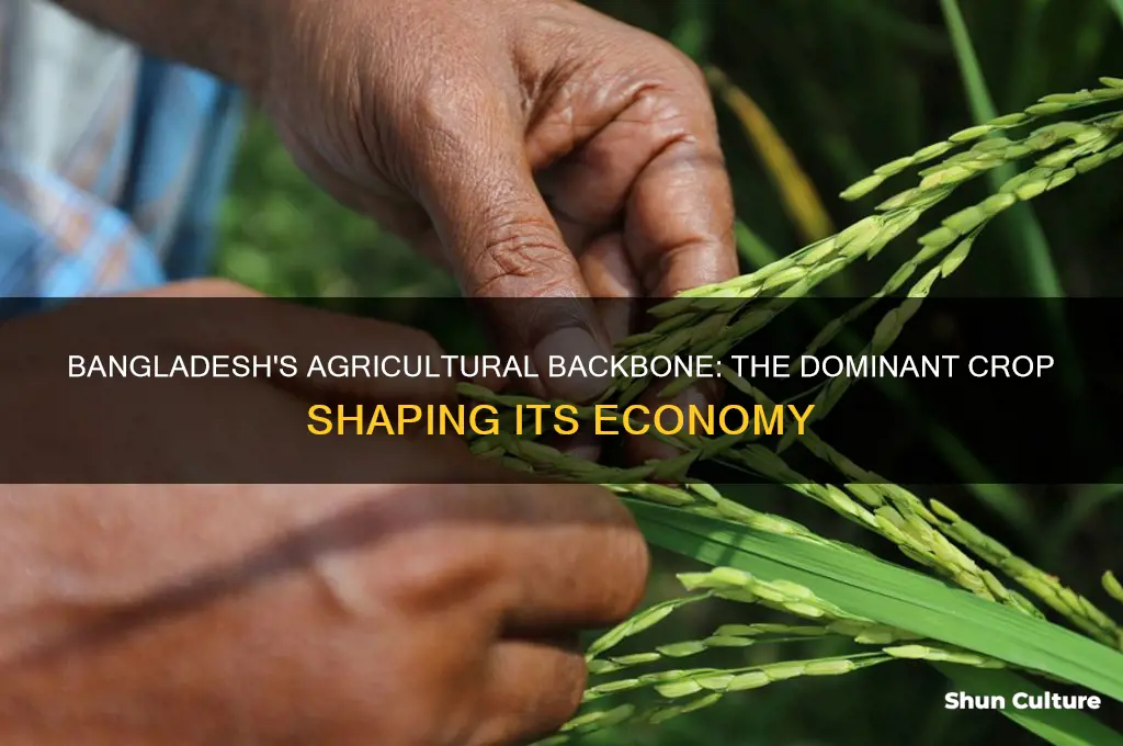 what is the dominant crop grown in bangladesh