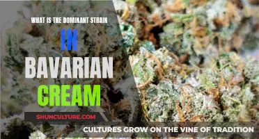 Unraveling Bavarian Cream's Dominant Strain: A Complex Blend