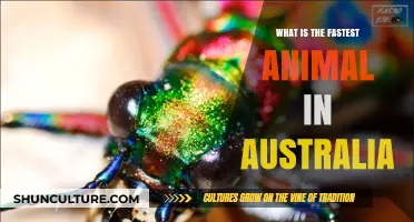 Exploring Australia's Fastest Animal: Who's the Speedster?