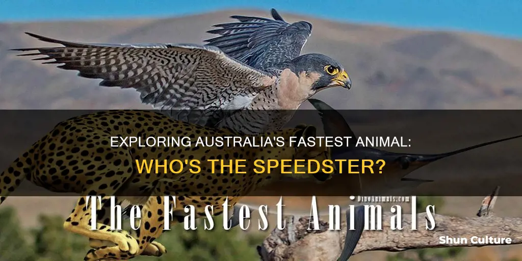 what is the fastest animal in australia