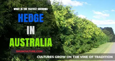 Best Quick-Growing Hedges for Australian Gardens