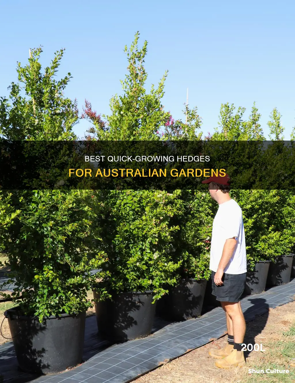 what is the fastest growing hedge in australia