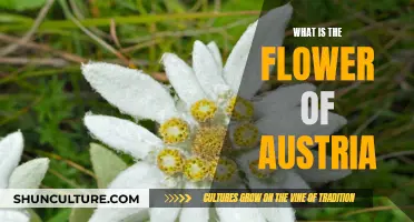 Austria's National Flower: Unveiling the Beauty of the Edelweiss