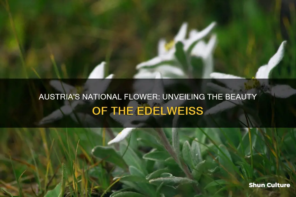 what is the flower of austria