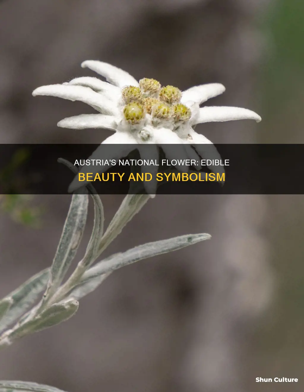 what is the flower of austria