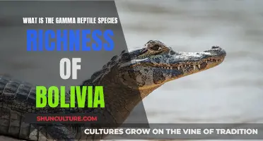 Exploring Bolivia's Rich Gamma Reptile Diversity