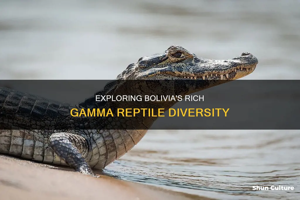 what is the gamma reptile species richness of bolivia