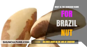 Discovering the Hawaiian Name for the Brazil Nut: A Cultural Insight