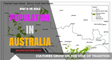 Koala Population in Australia: How Many Are Left?