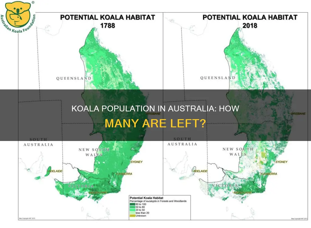 what is the koala population in australia