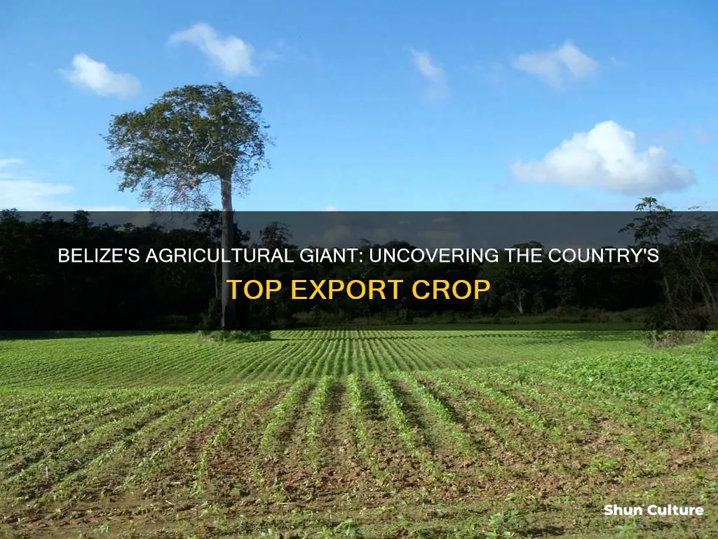 what is the largest agricultural export from belize