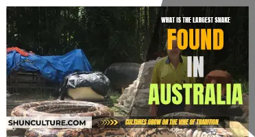 The Giant Snakes of Australia: How Big Do They Get?