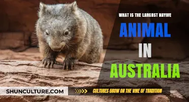 Australia's Largest Native Animal: What Is It?