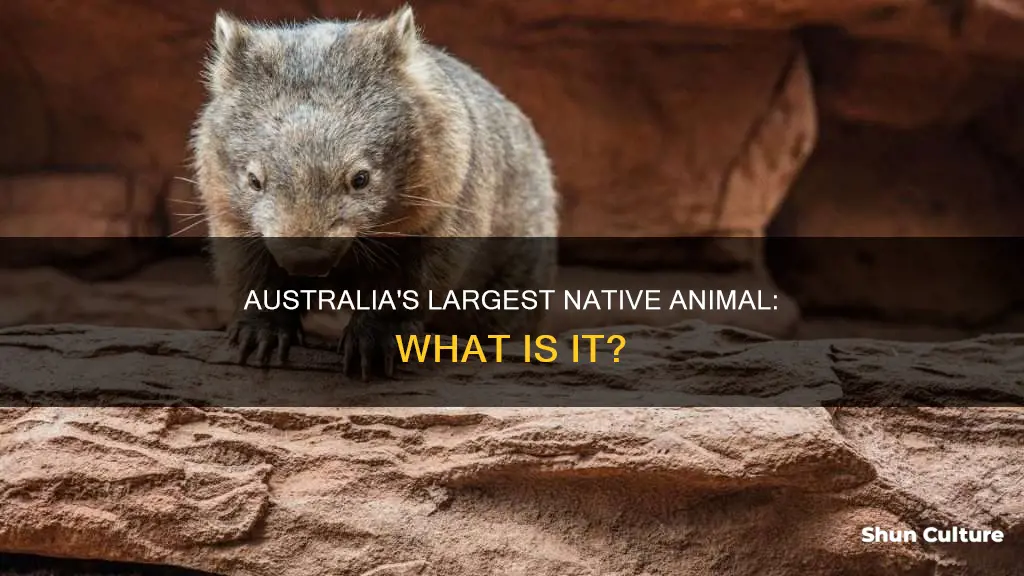 what is the largrst nayive animal in australia