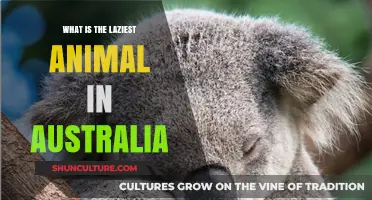 Lazy Aussie Animals: Who's the Laziest Down Under?