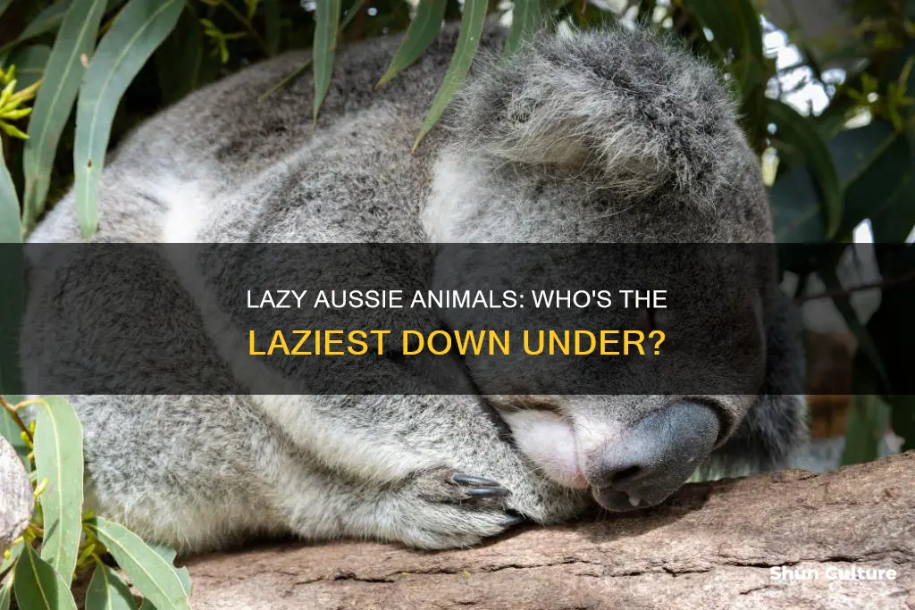 what is the laziest animal in australia