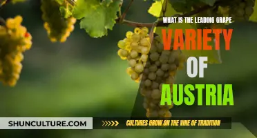 Austria's Top Grape: Unveiling the Country's Leading Wine Variety