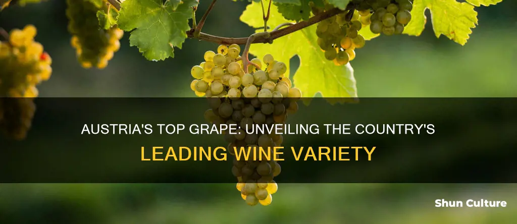 what is the leading grape variety of austria