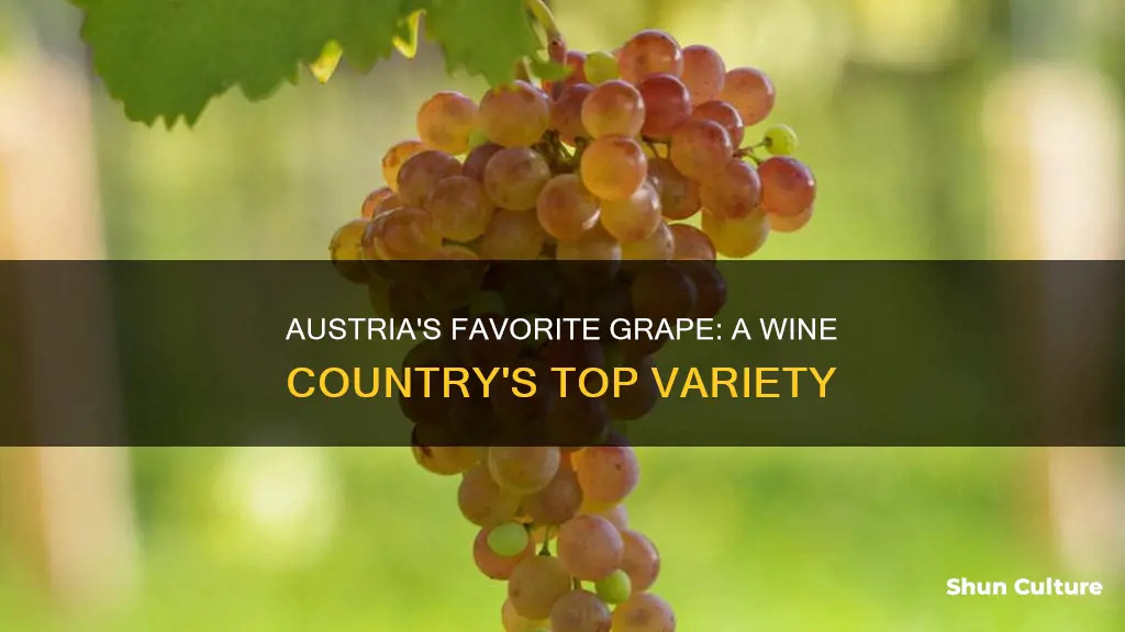 what is the leading grape variety of austria
