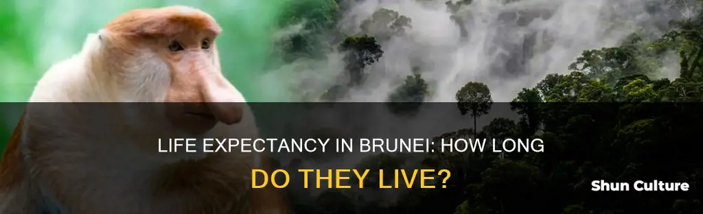 what is the life expectancy for brunei