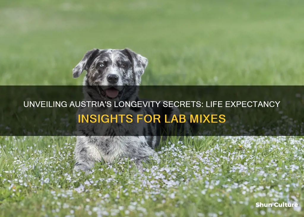 what is the life expectancy in austria lab mix