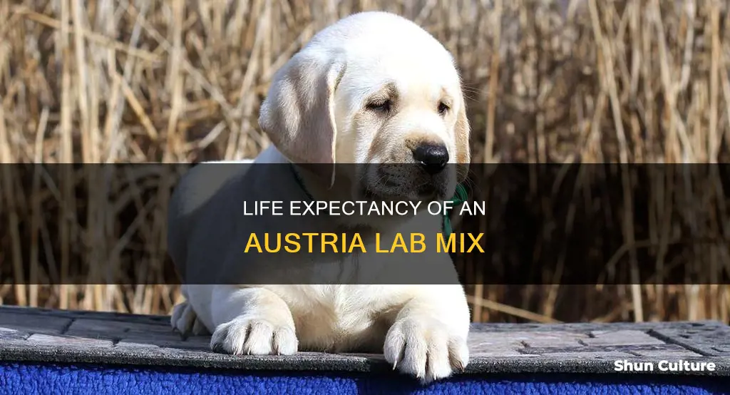 what is the life expectancy in austria lab mix