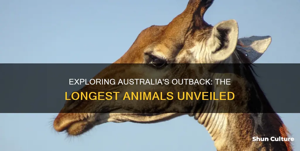 what is the longest animals in the outback of australia
