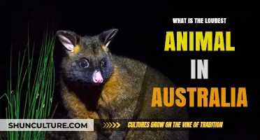 The Noisiest Aussie Animal: Who's the Culprit?