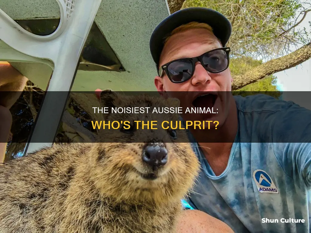 what is the loudest animal in australia