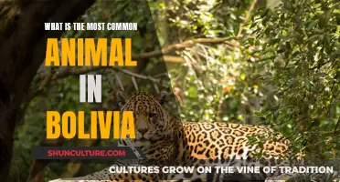 Exploring Bolivia's Wildlife: The Most Common Animal Species