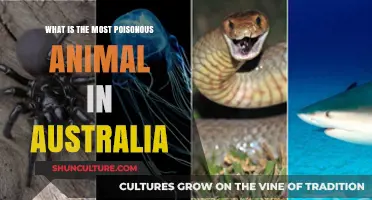 Deadly Australian Critters: Most Venomous Animals Down Under
