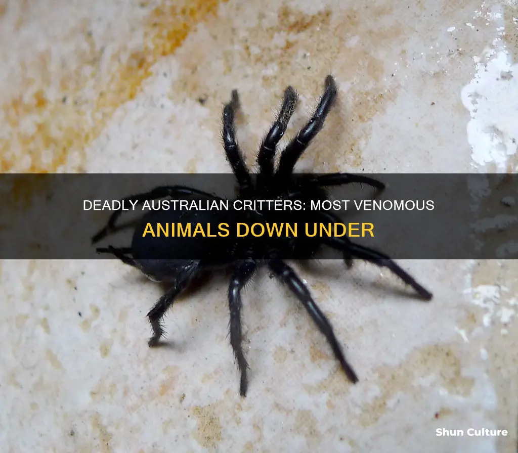 what is the most poisonous animal in australia