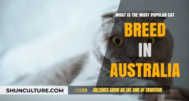 Exploring Australia's Favourite Cat Breeds