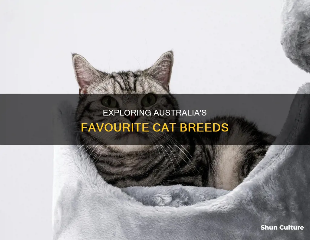 what is the most popular cat breed in australia
