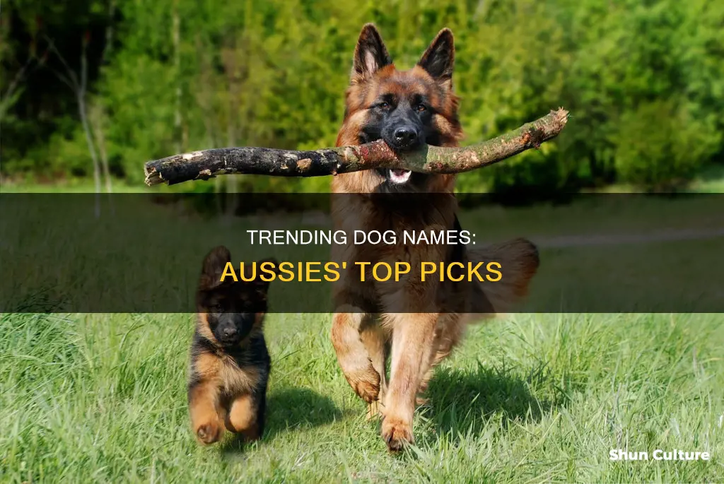 what is the most popular dog name in australia