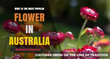 Explore Australia's Favorite Flowers and Their Significance