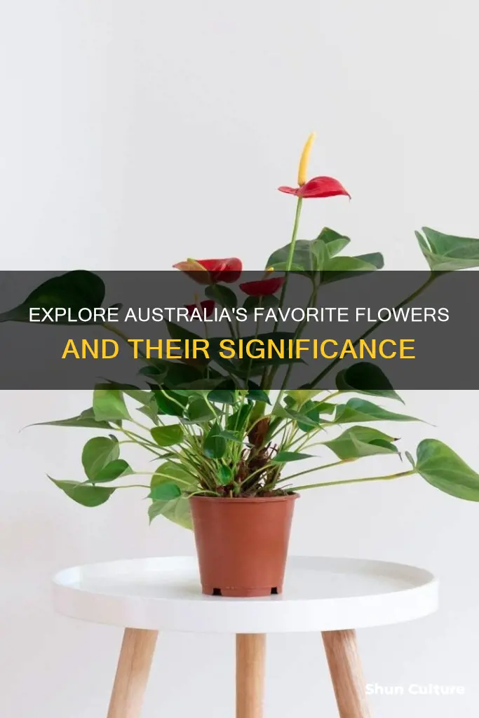 what is the most popular flower in australia