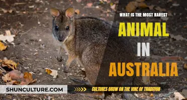 Rarest Animals in Australia: Who Are They?