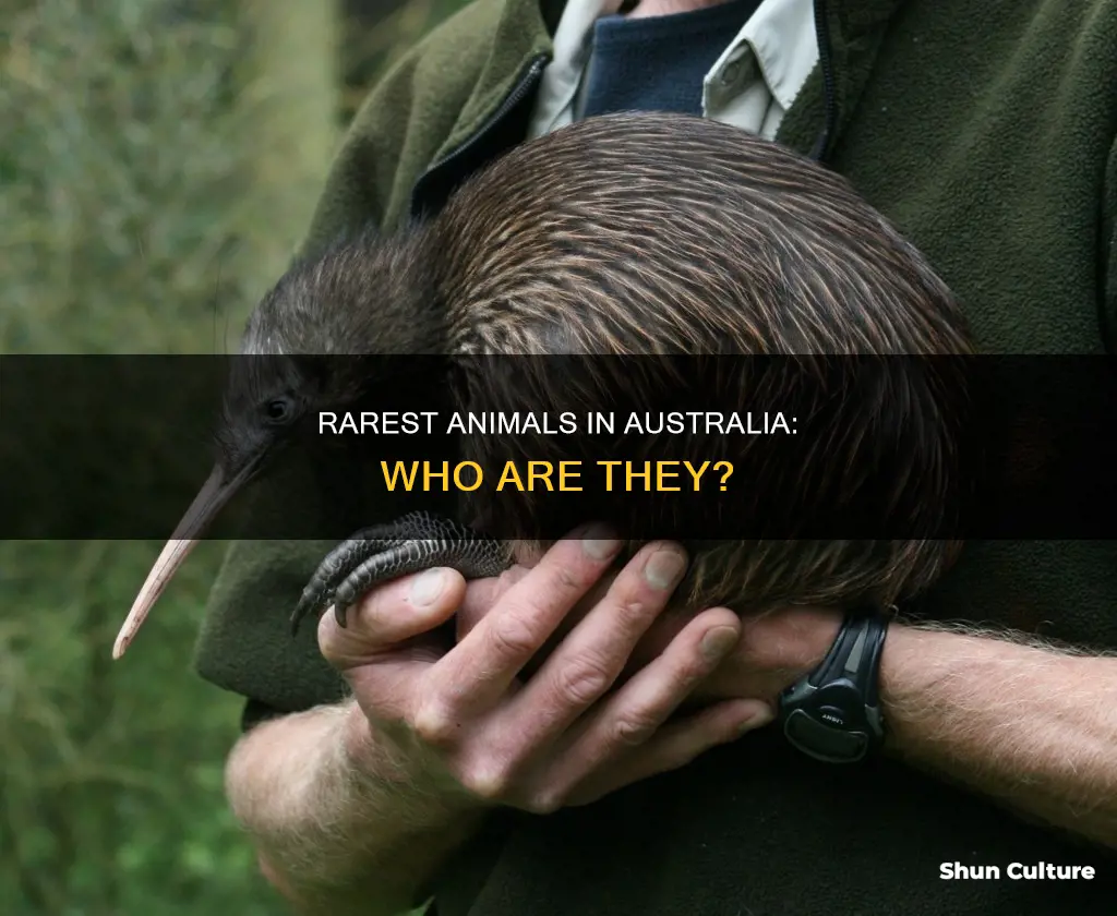 what is the most rarest animal in australia