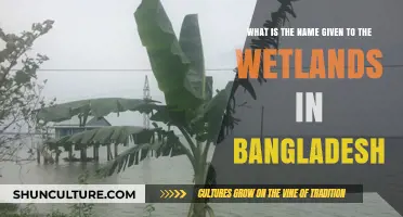 Exploring Bangladesh's Unique Wetlands: The Haor Ecosystem Unveiled