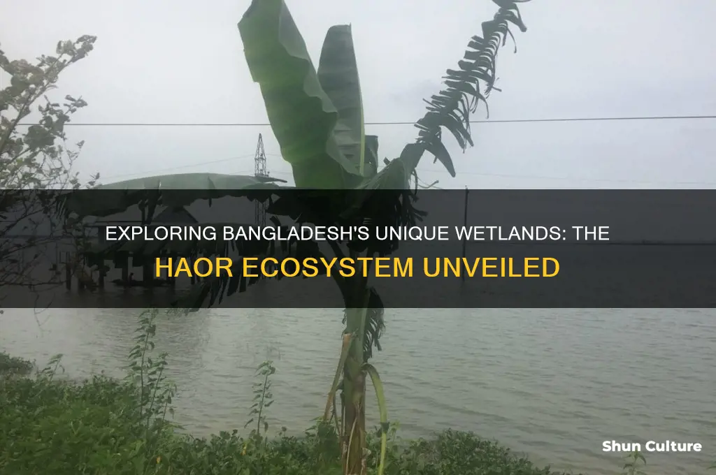 what is the name given to the wetlands in bangladesh