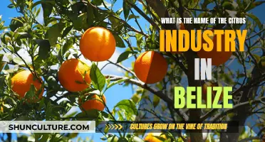 Belize's Citrus Squeeze: A Look at the Industry's Evolution and Impact