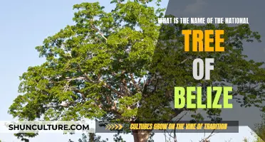 Belize's National Tree: A Symbol of Resilience and Pride