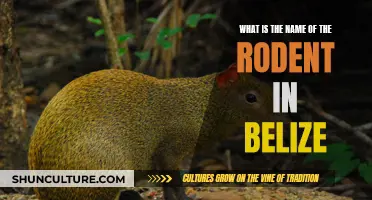 The Rodent of Belize: A Country's Critter