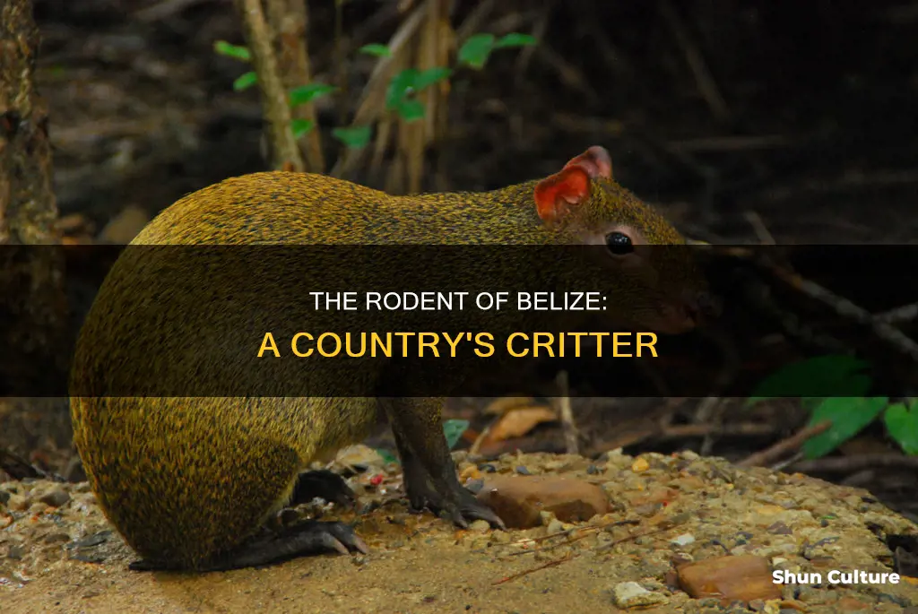 what is the name of the rodent in belize