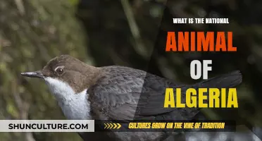 Discovering Algeria's National Animal: A Symbol of Strength and Pride