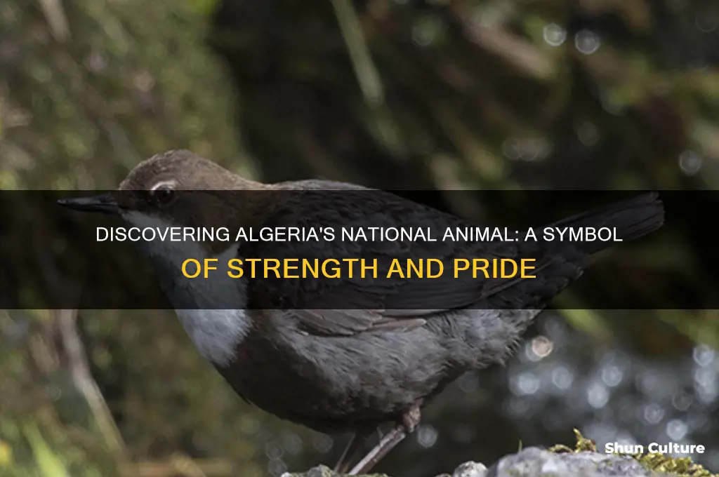 what is the national animal of algeria