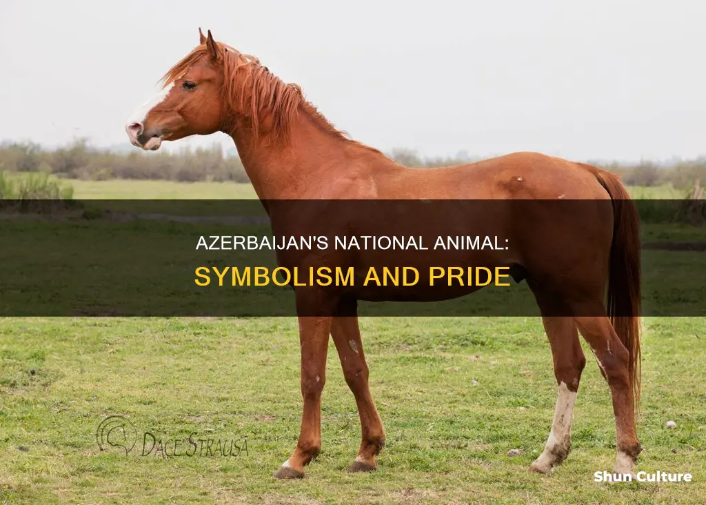 what is the national animal of azerbaijan