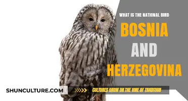 Discover Bosnia and Herzegovina's National Bird: The Majestic Eagle Owl
