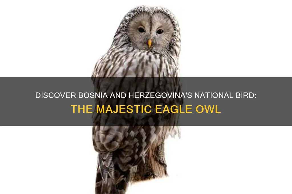 what is the national bird bosnia and herzegovina